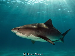Tiger Shark by Boaz Meiri 